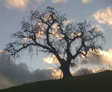 Creepy Oak Tree