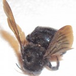 whatisit1 whatisit1