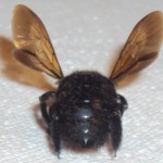 whatisit2 whatisit2