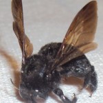 whatisit3 whatisit3