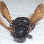 whatisit4 whatisit4
