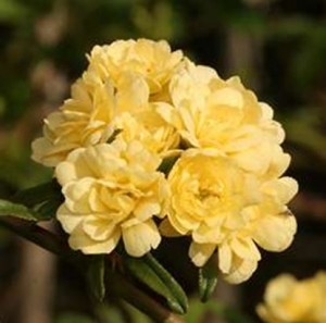 Lady Banks Yellow Rose