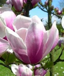 Magnolia Alexandrina