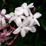 Pink Jasmine Pink Jasmine