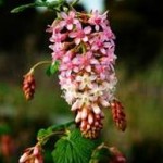 Ribes Claremont Ribes Claremont