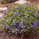 Veronica Georgia Blue Veronica Georgia Blue