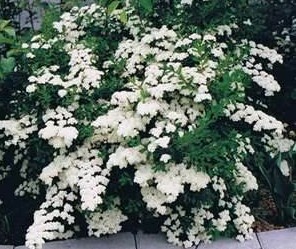 Spirea Snow Storm