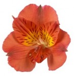 Alstromeria Princess Series Isabella Alstromeria Princess Series Isabella