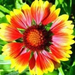 Gaillardia Goblin Gaillardia Goblin