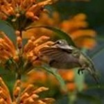 Leonotis flowers with hummingbird Leonotis flowers with hummingbird