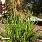kangaroo paw after pruning