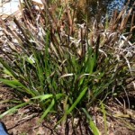 kangaroo paw before pruning