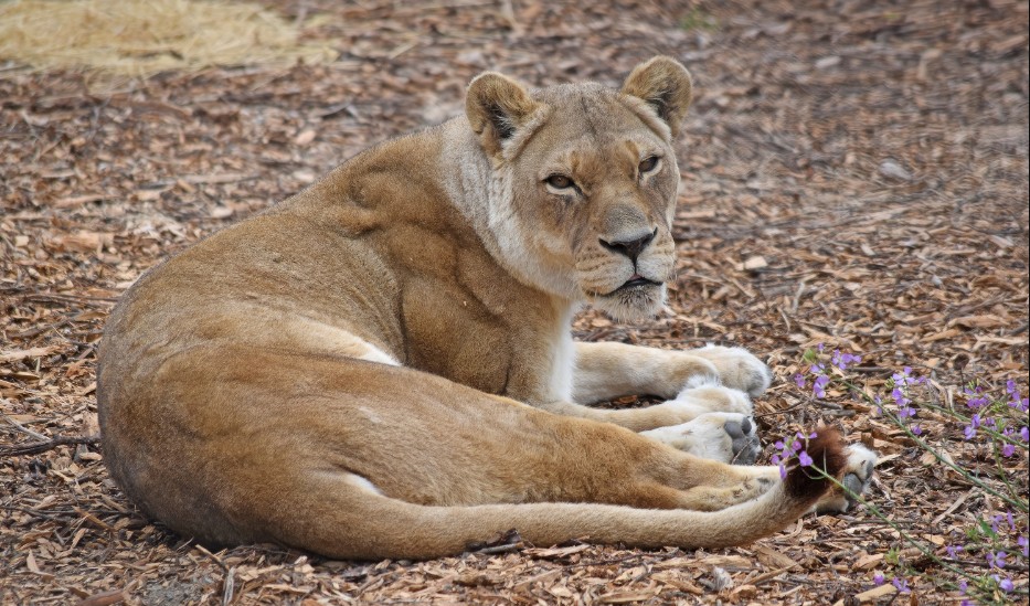 Beyond 925 - Lion Dies At San Francisco Zoo - CLAYCORD.com