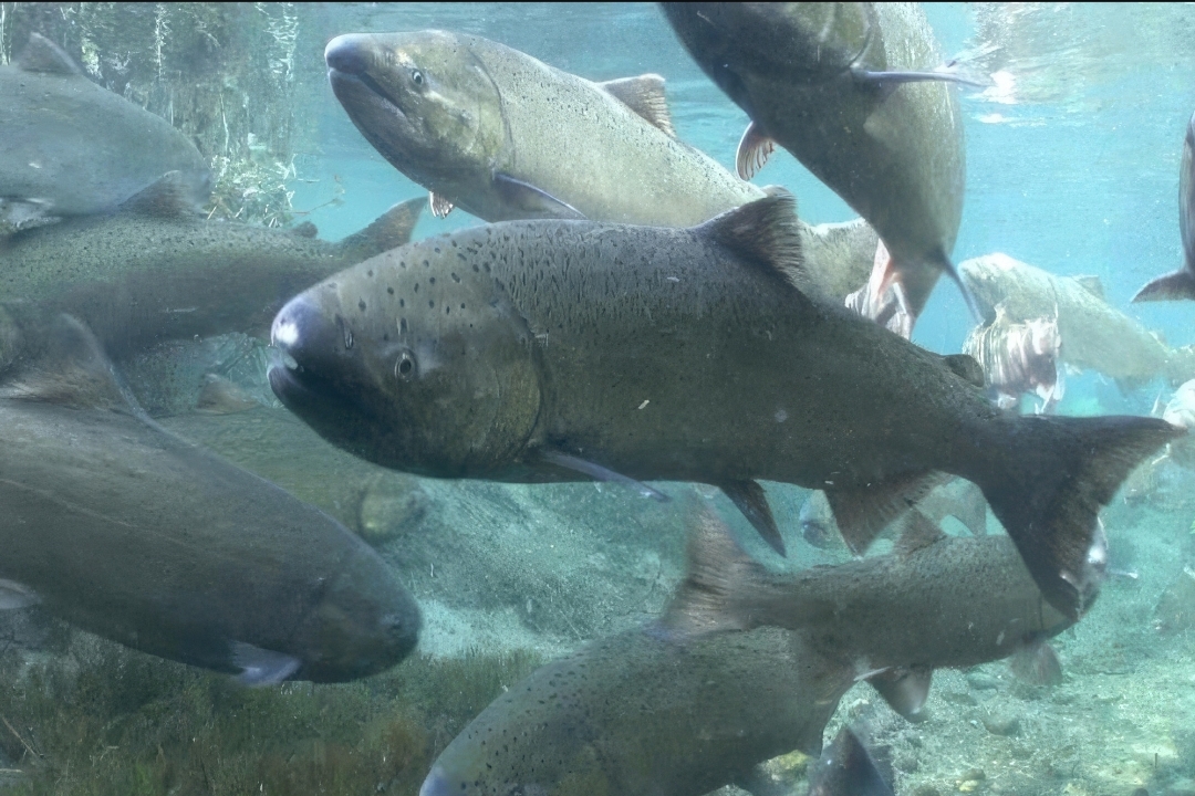 Chetco River pumps out 65-pound Chinook Salmon!!!